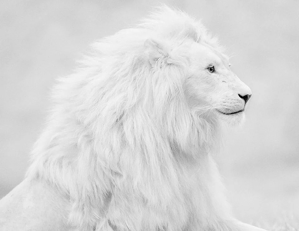 Leo Brixton profile banner