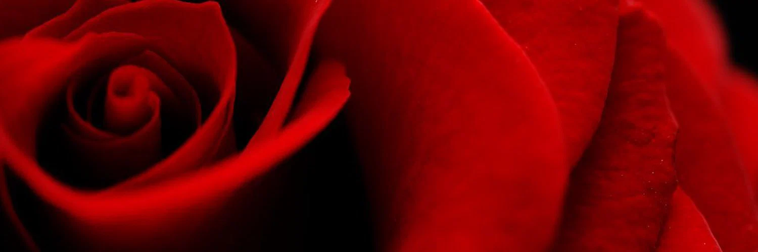 Rosebud profile banner