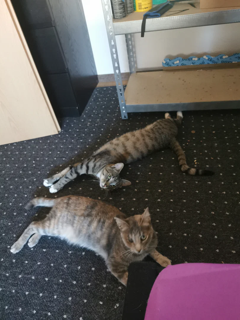 Damn some Cats profile banner