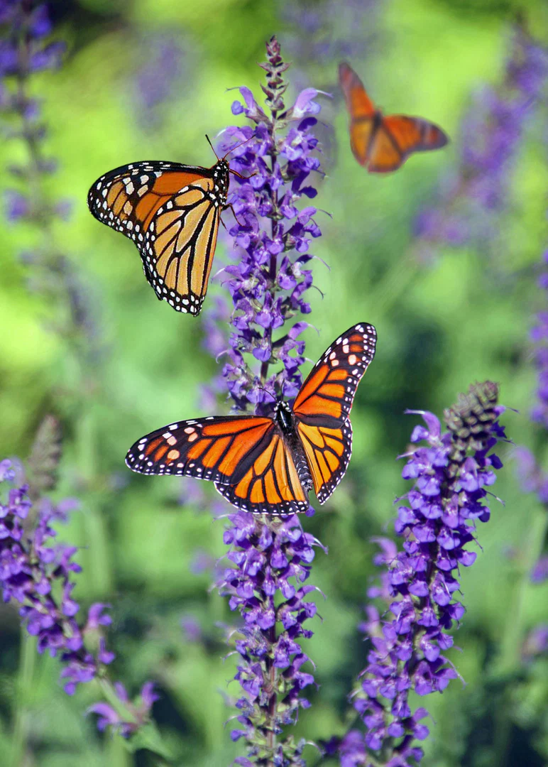 Butterflysecret profile banner