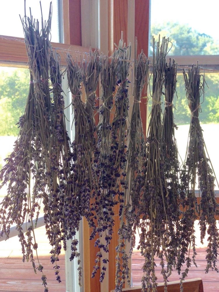 Lavender Spice profile banner