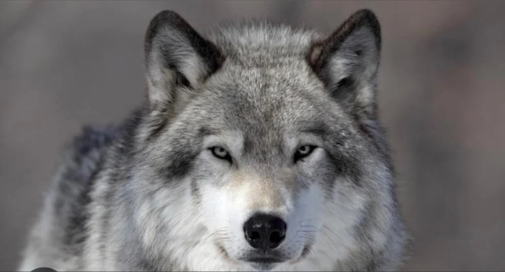 Sexywolfgirl's avatar