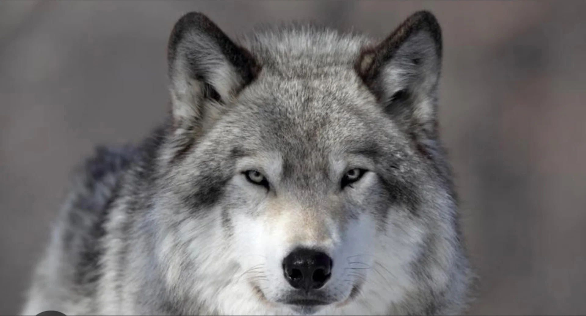 Sexywolfgirl profile banner