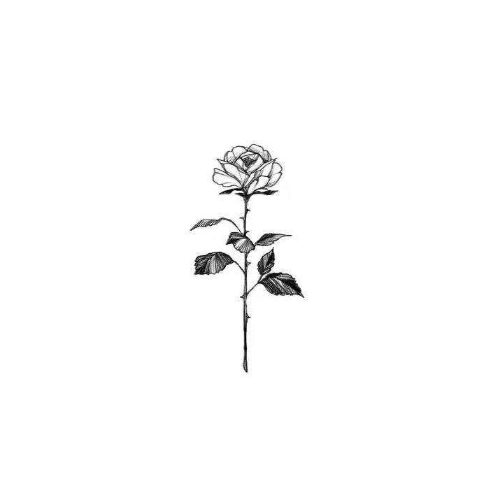 Viola Rose's avatar
