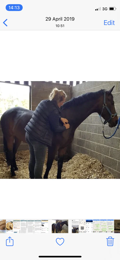 Equine Massage profile banner