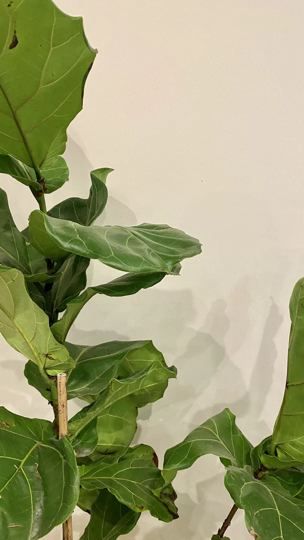 Luis Loewe profile banner