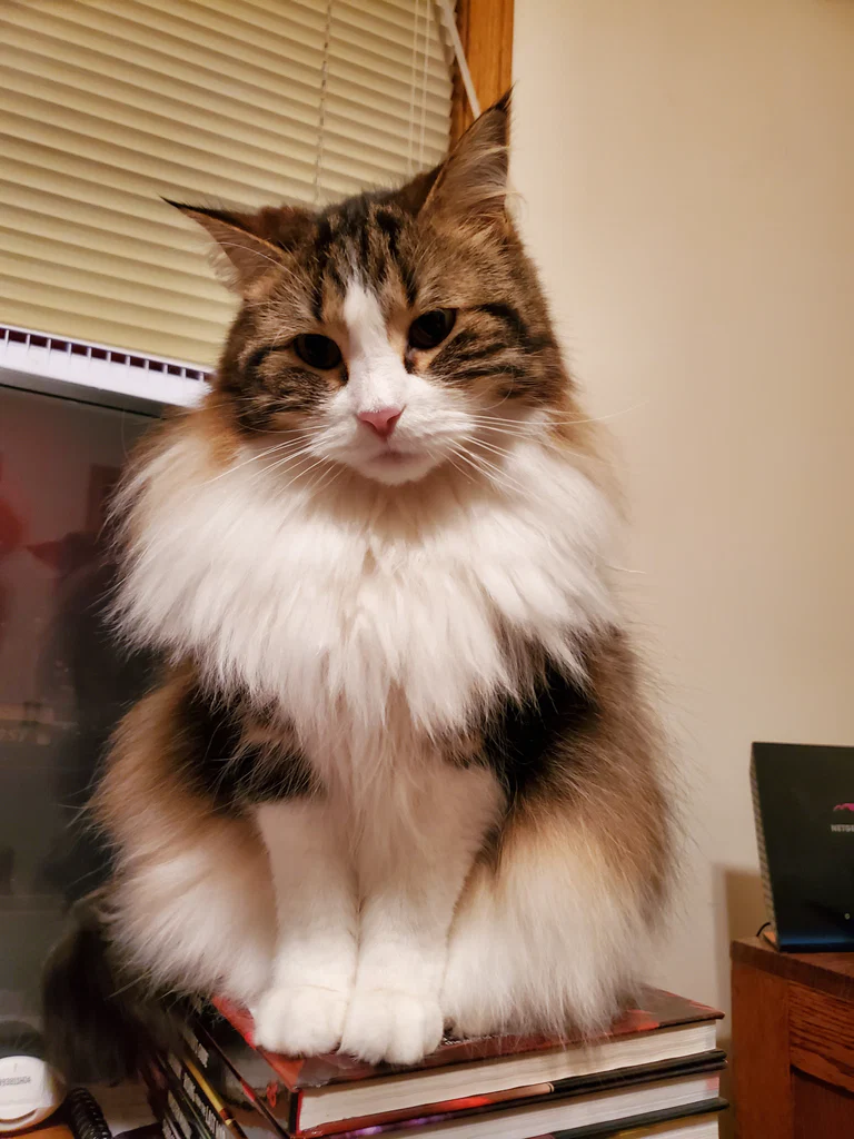 Freyja the Cat's avatar