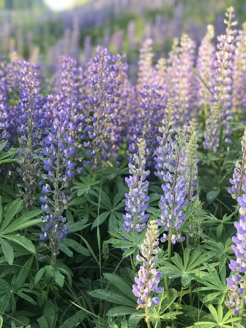 Lupine Fields profile banner