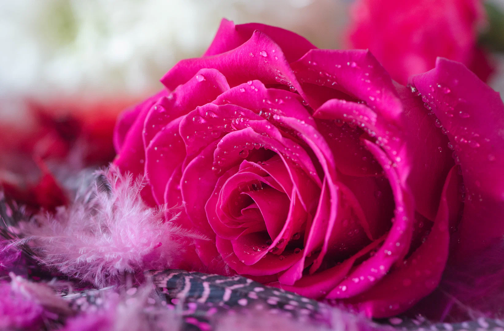 QutieQueen profile banner