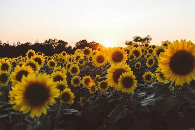 Its Sunflowery Girl profile banner