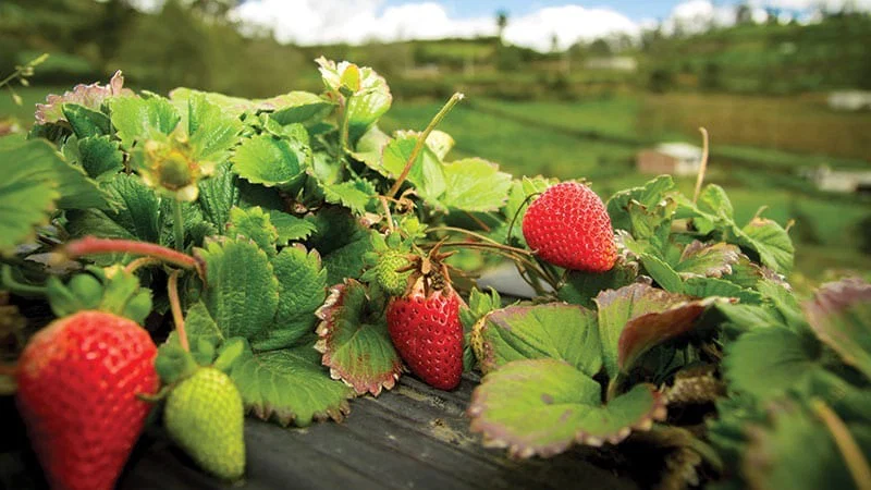 mars🍓 profile banner