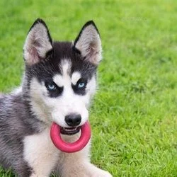 Pup Z's avatar