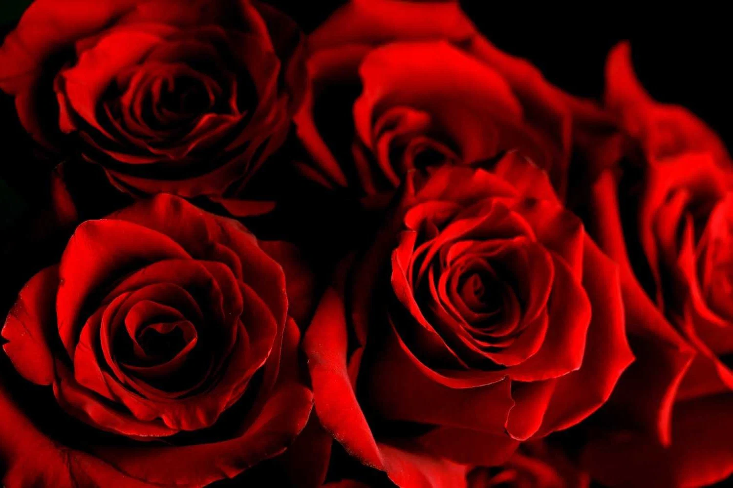RoseRed profile banner