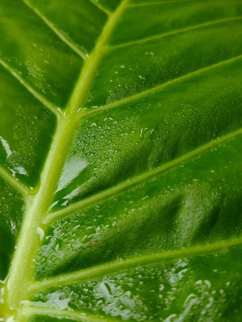 Agatha profile banner