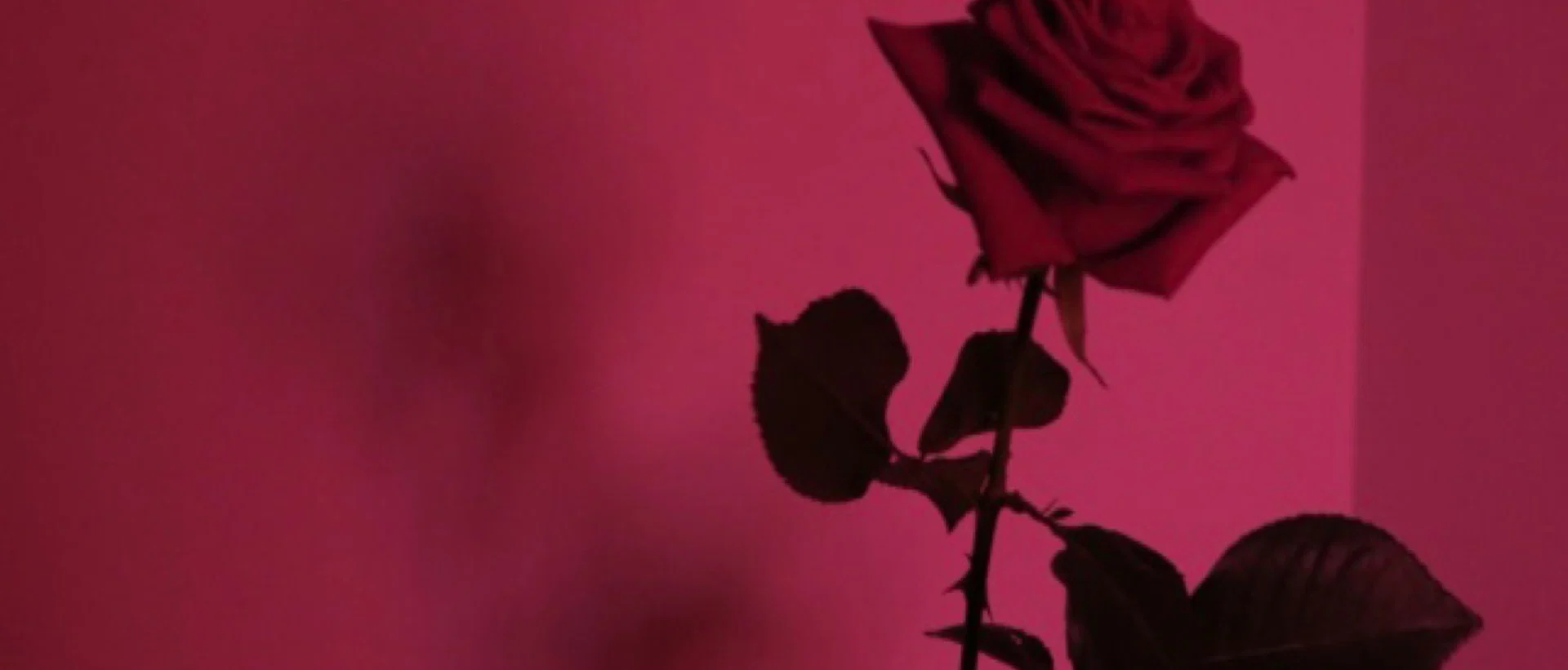 theloveshack profile banner