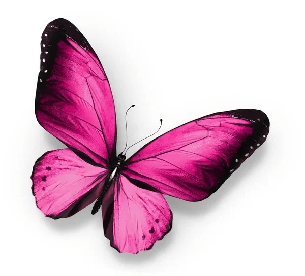 Ms Pink Butterfly profile banner