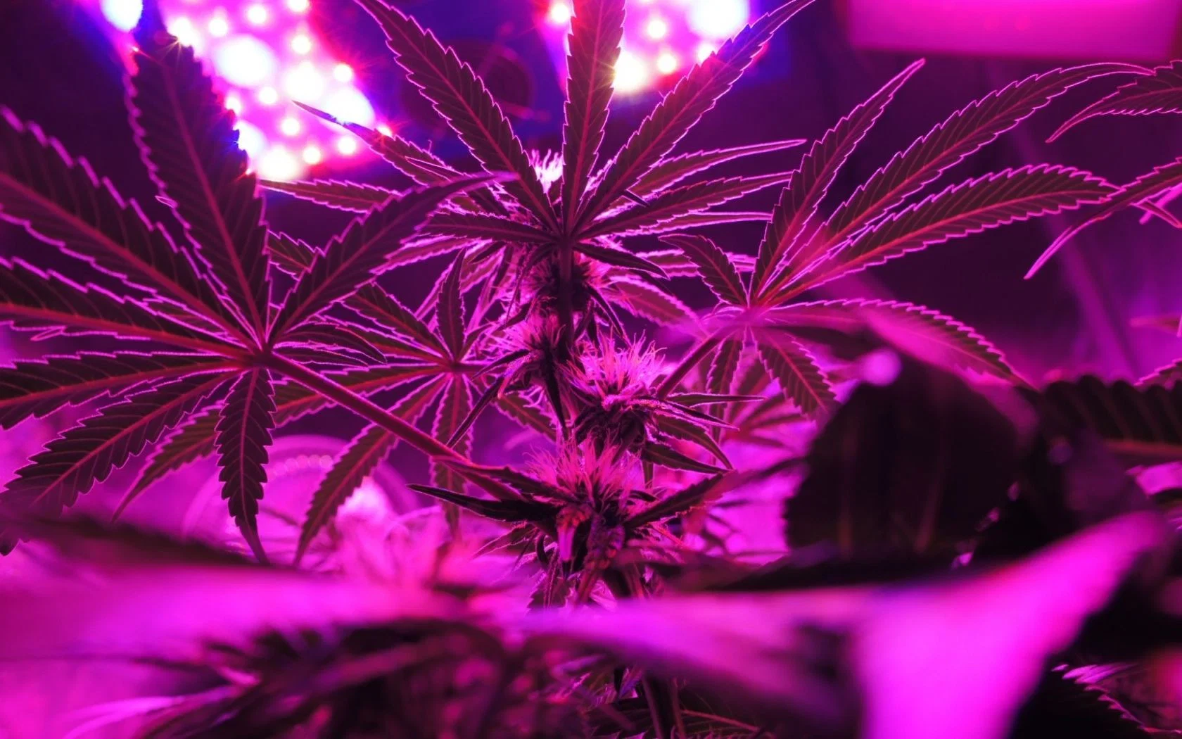 Baked veggie FREE profile banner