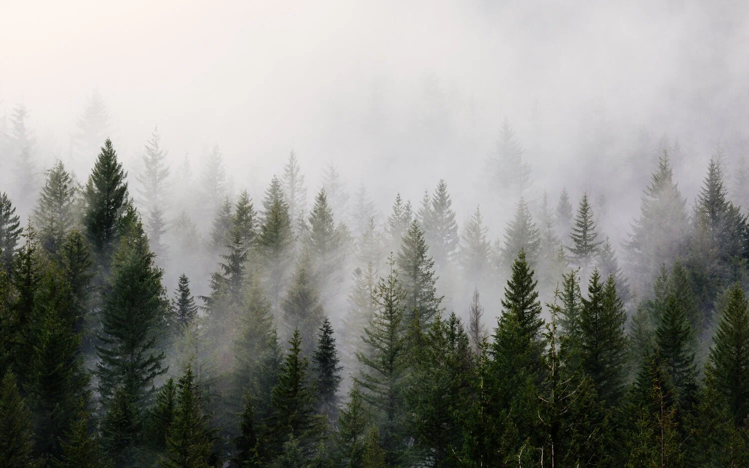 Wild honey profile banner