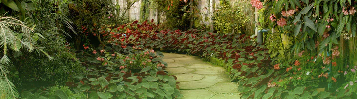 m i n e r v a 🌿 profile banner