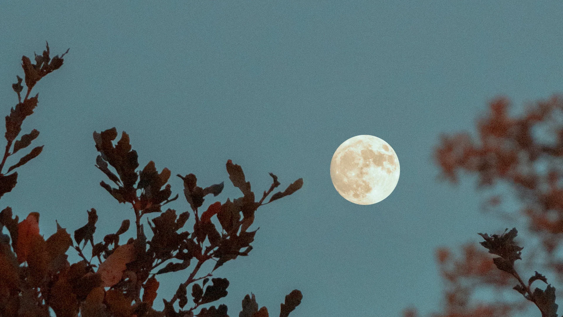 Luna Joy profile banner