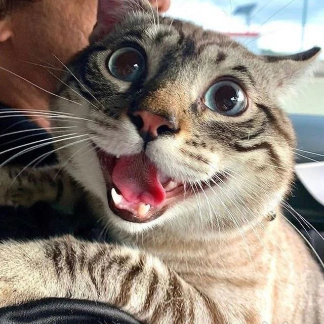 THE CAT’S MEOW's avatar