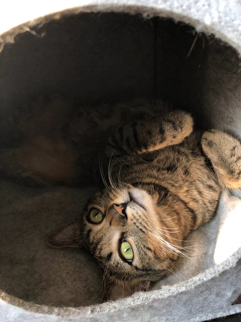 Naughty Kittens's avatar