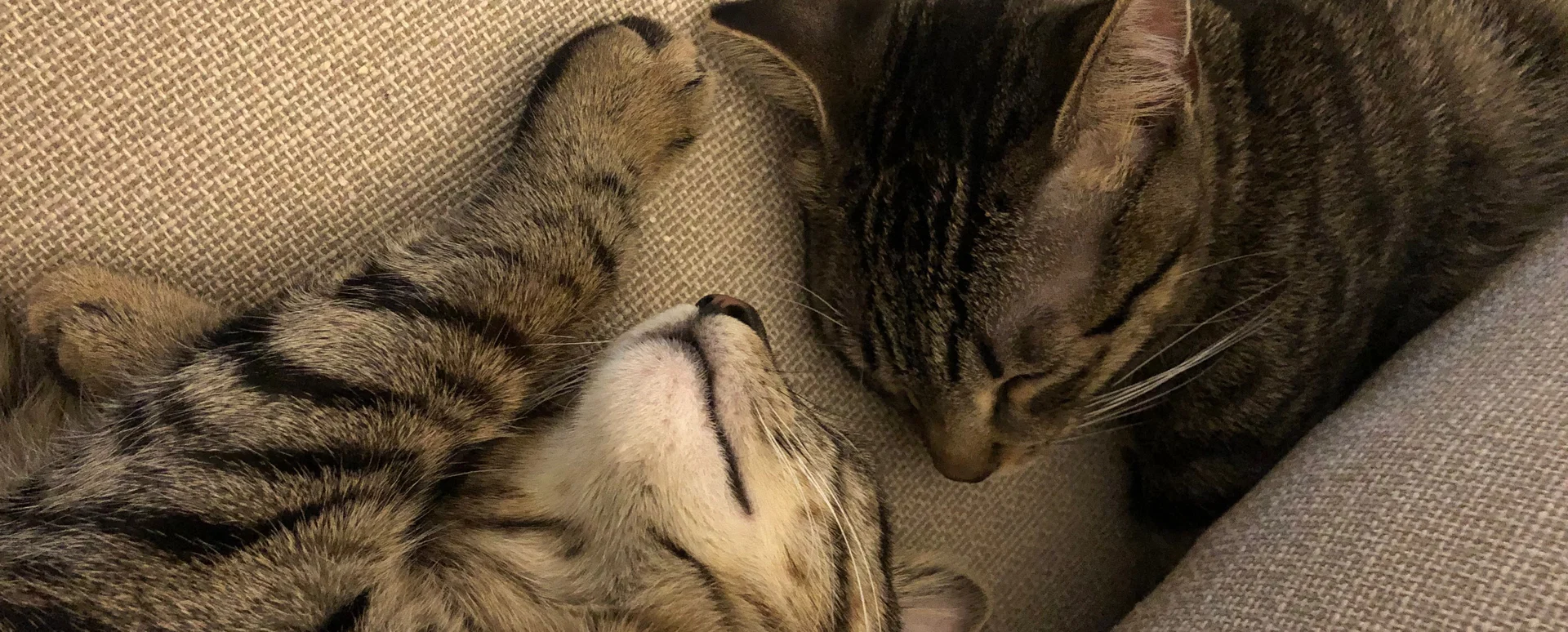 Naughty Kittens profile banner