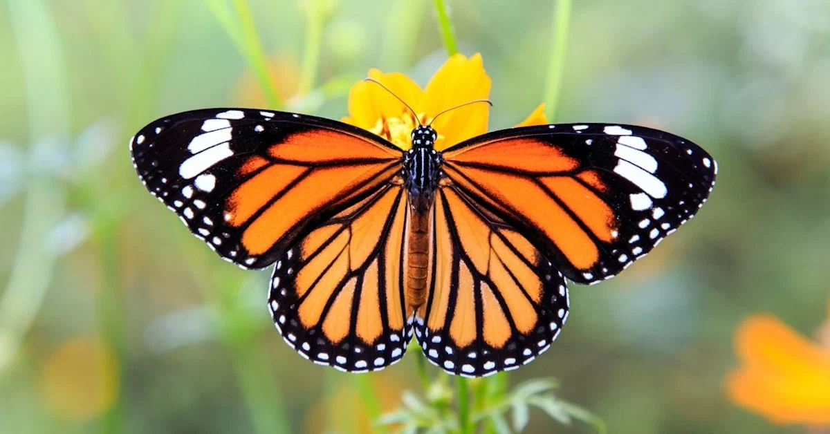 Mariposa 🦋 profile banner