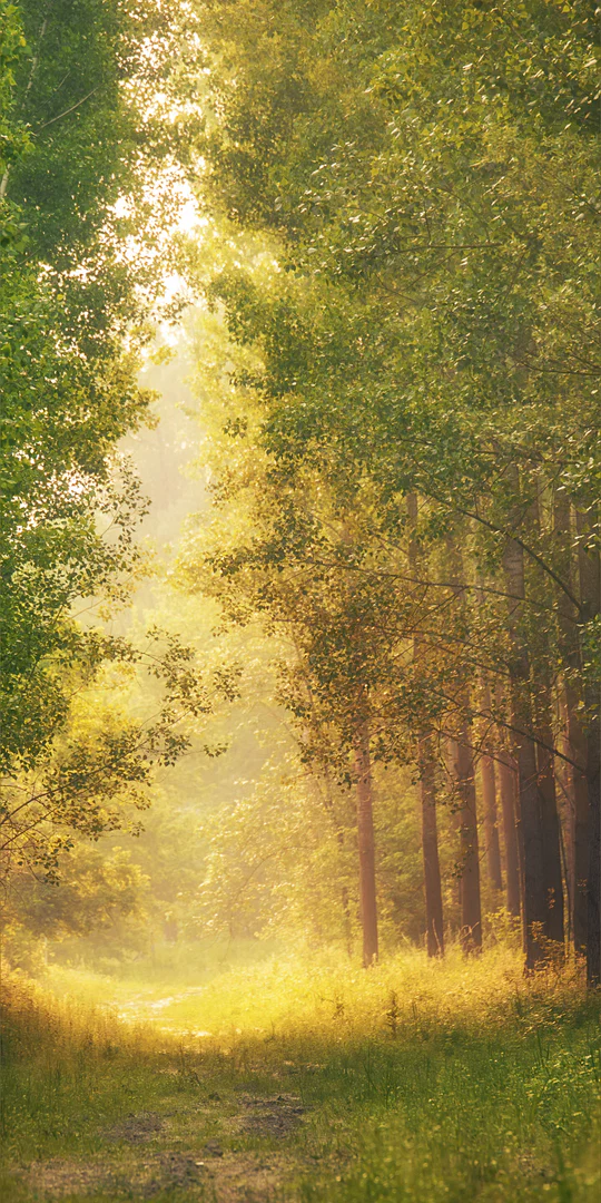 Orchid GreyCrow profile banner