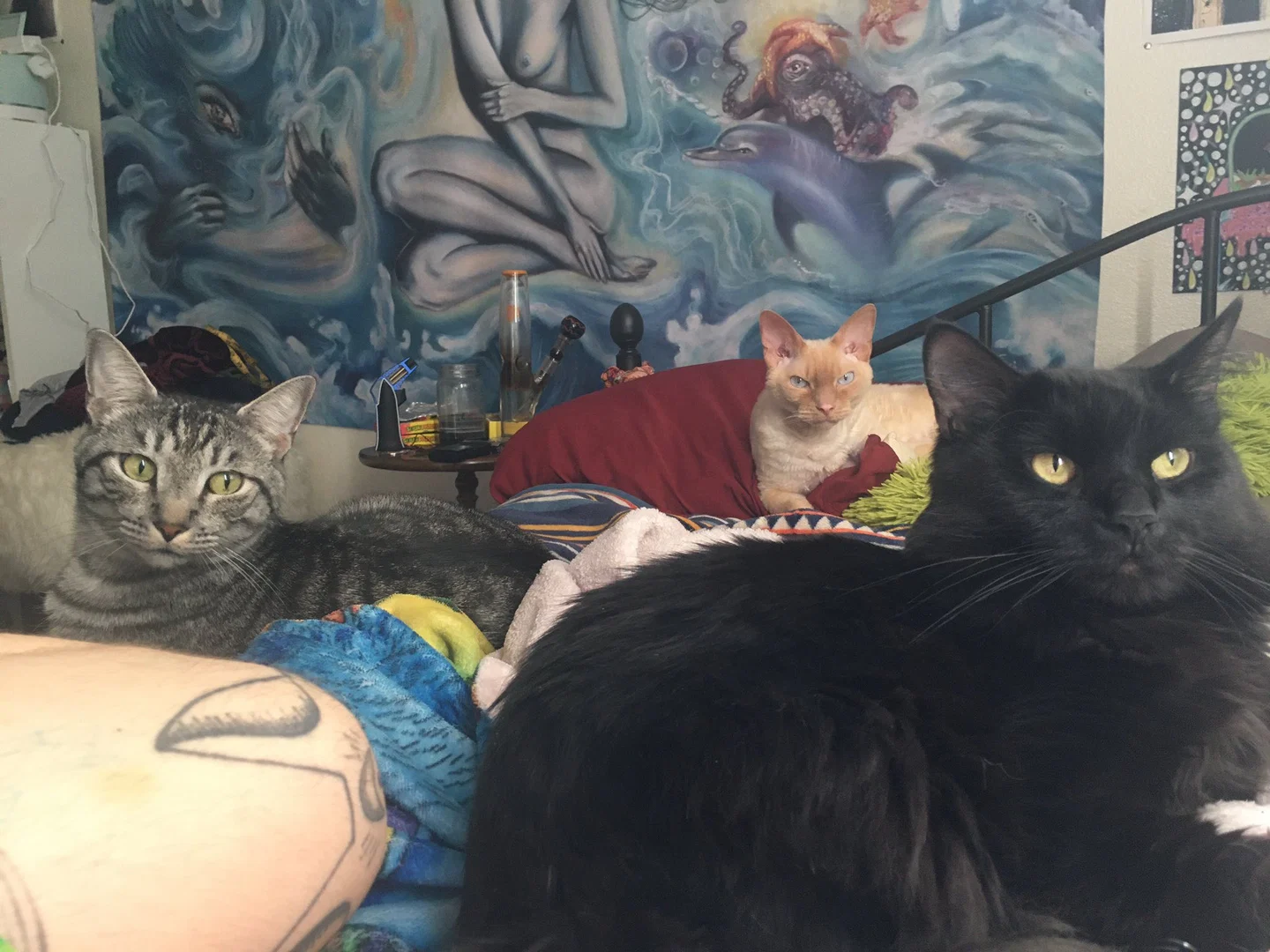 Jiggy Cat Tribe (asmr) profile banner