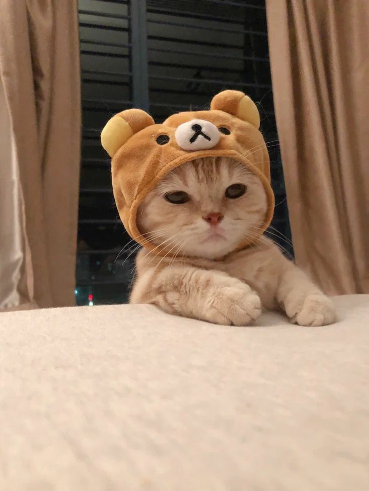 Blair🧸's avatar