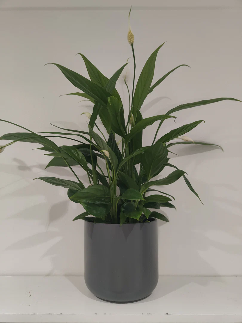 s1utty Shrubbery profile banner