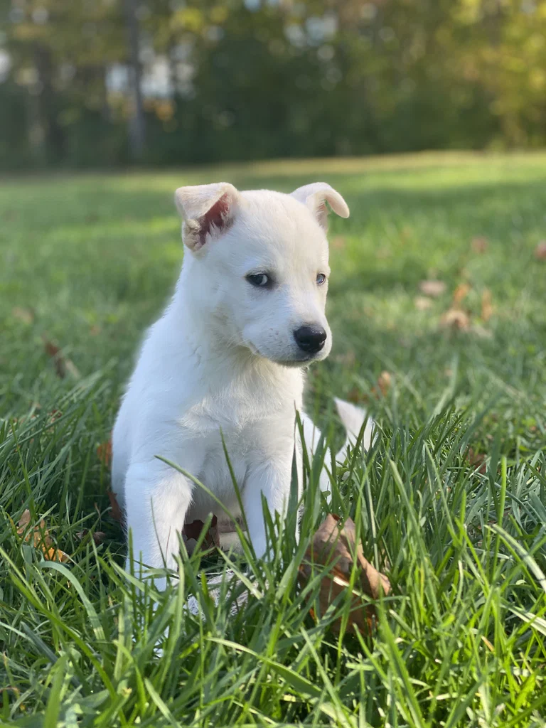 Kaizer
