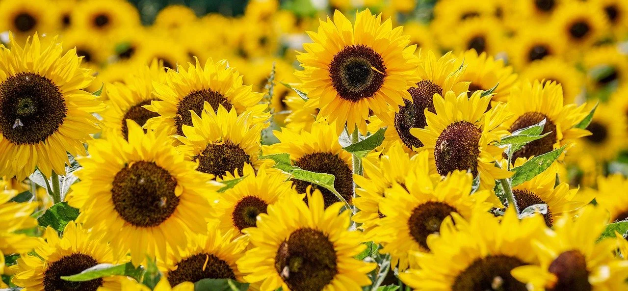 Floranopsis profile banner