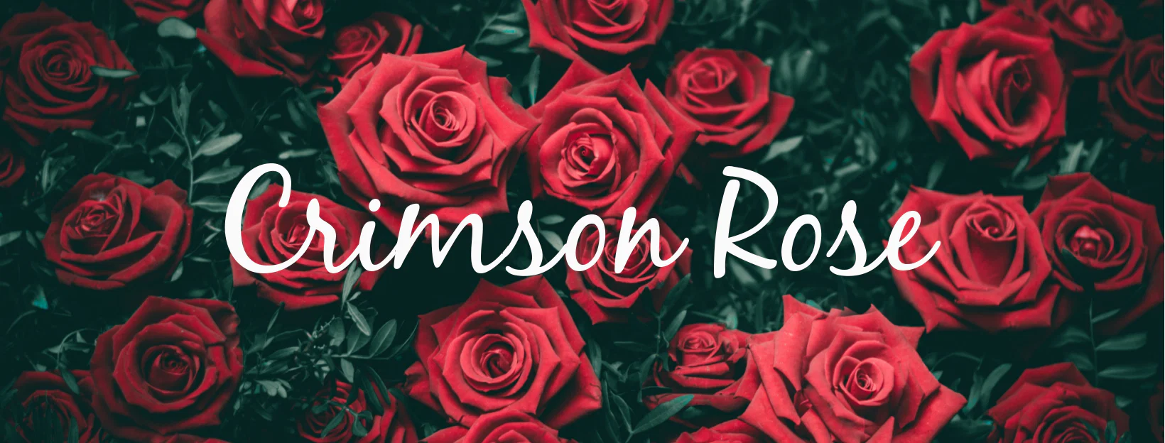 Crimson Rose profile banner