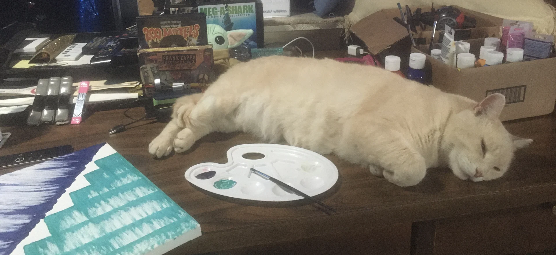 Doctor Kitty profile banner