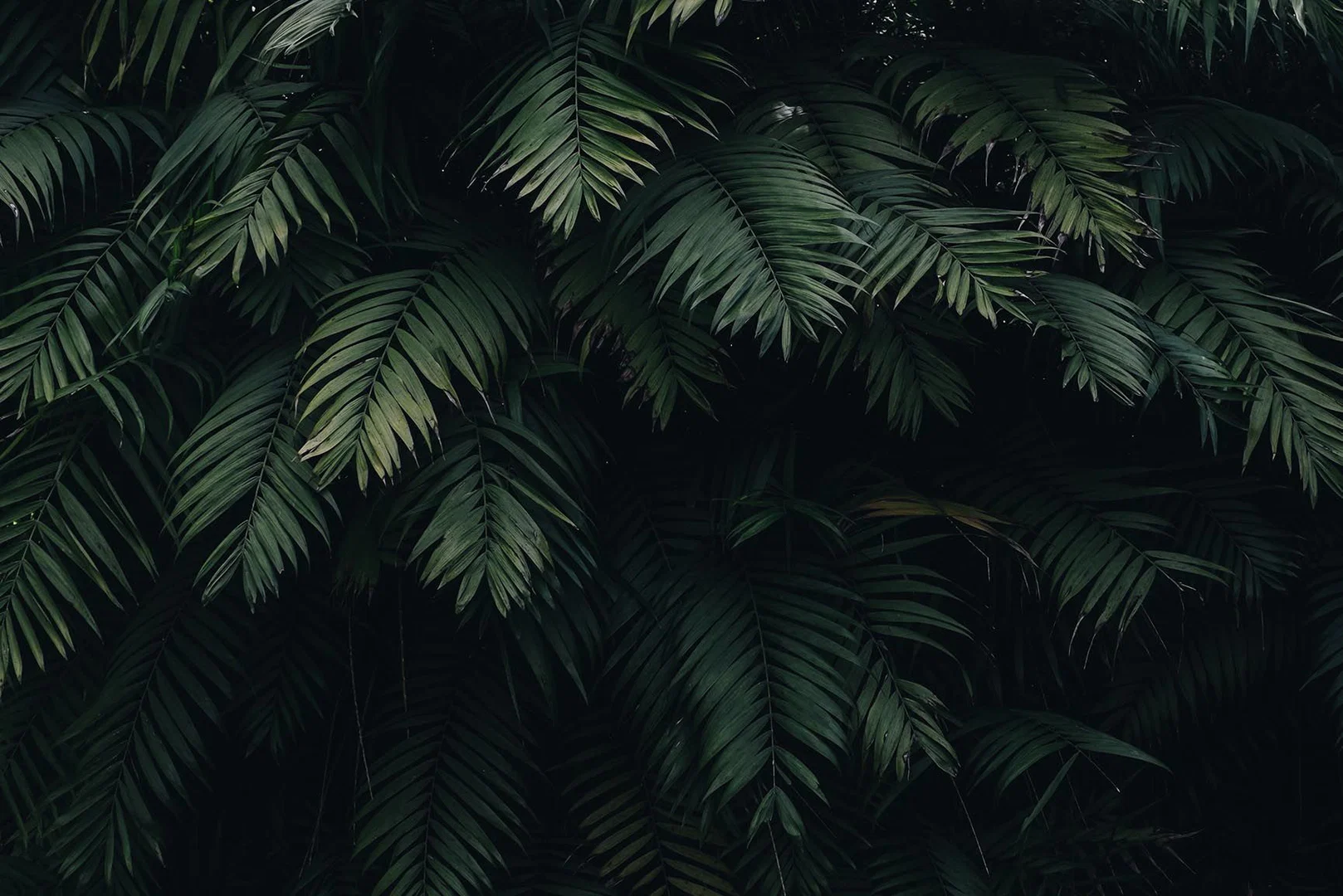 xxlmorningboner profile banner