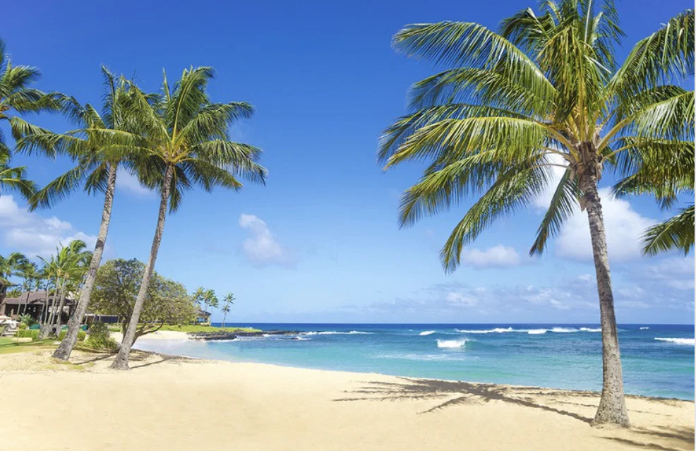 Paradise profile banner