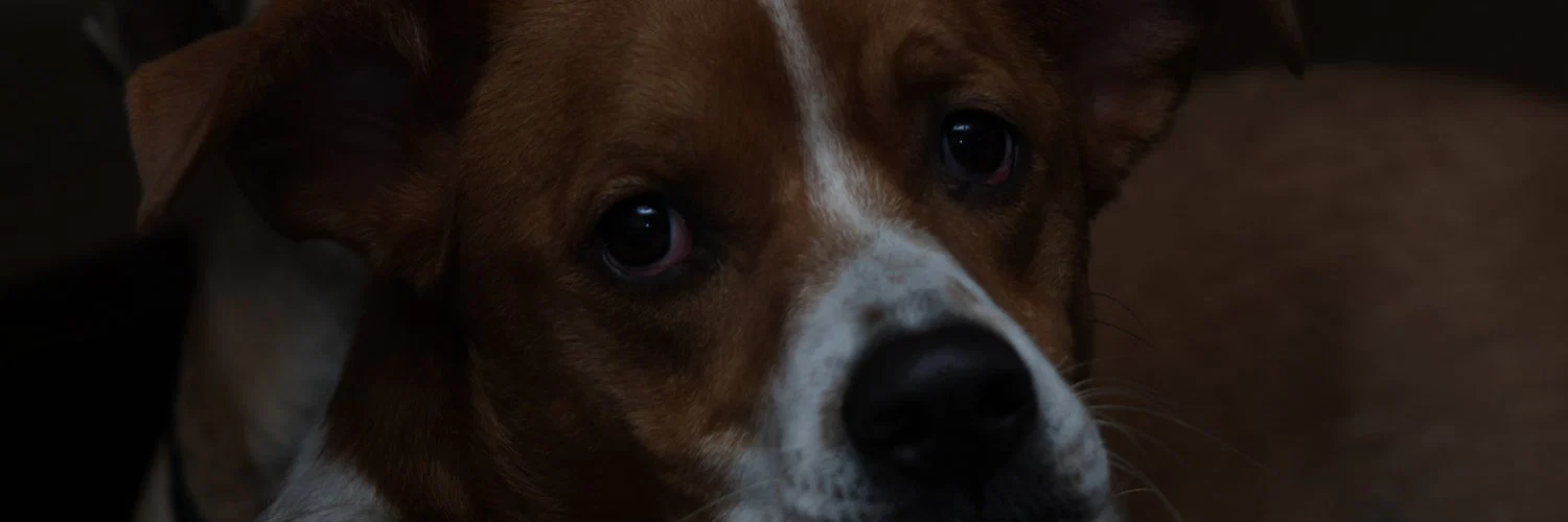Max should be studying profile banner