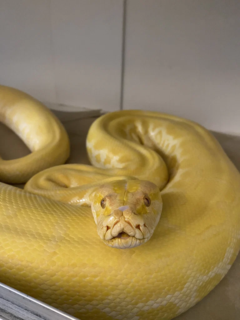 Cheddar The Python's avatar