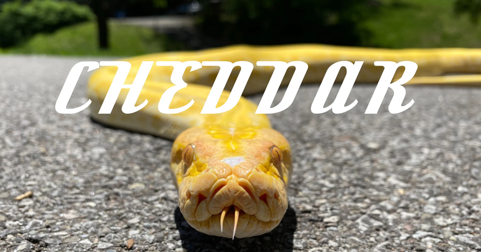 Cheddar The Python profile banner