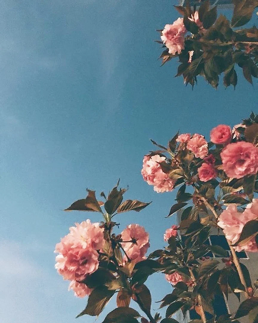 ♥♥ Mia Vera ♥♥ profile banner
