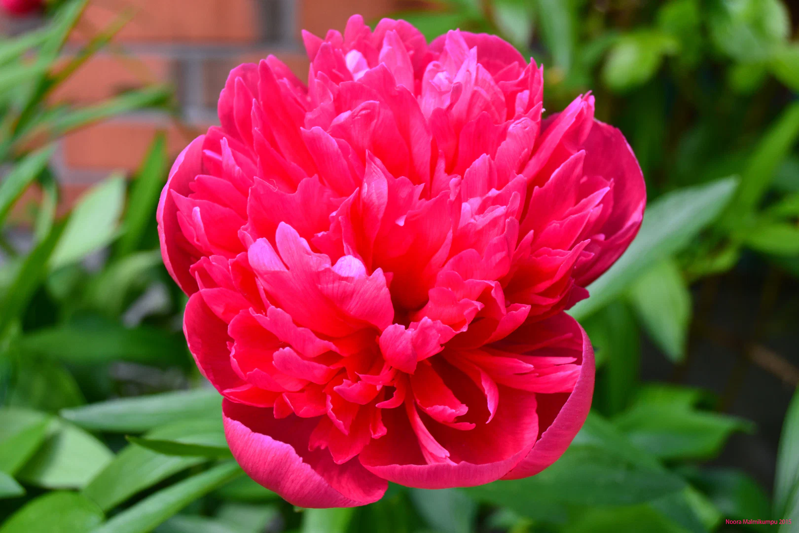 πΊ Miss Peony πΊ profile banner