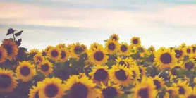 ❁ jessa furches ❁ profile banner