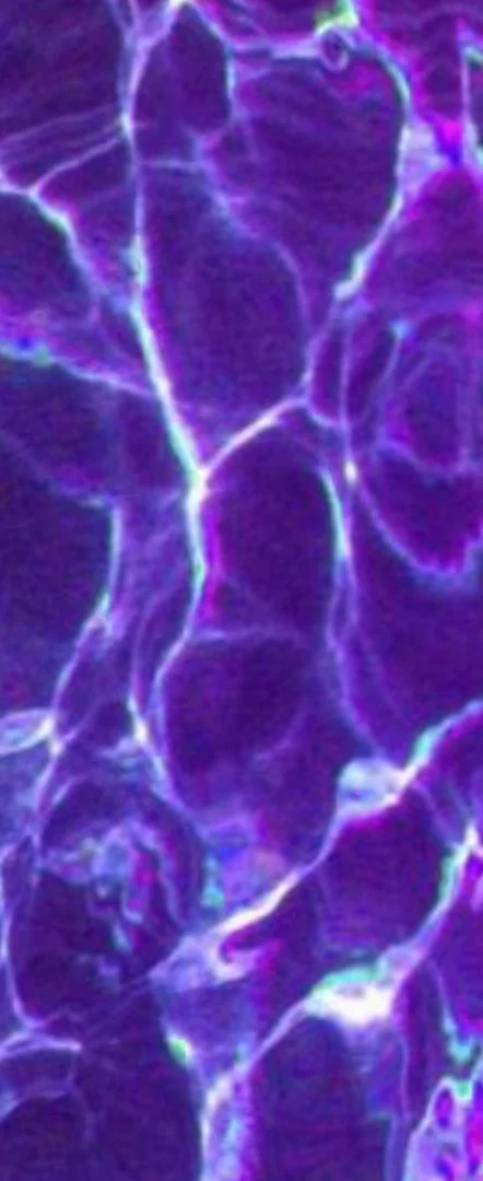 Tia fox β€οΈβπ₯β€οΈβπ₯ profile banner