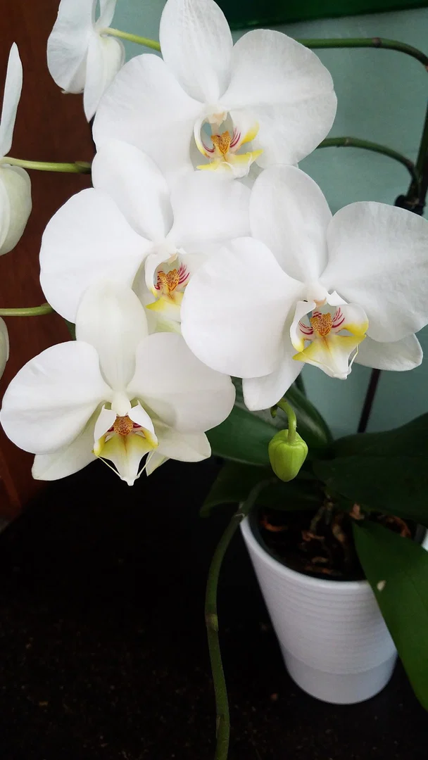 Belladonna profile banner