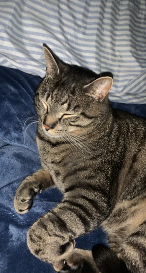 Jizzy profile banner