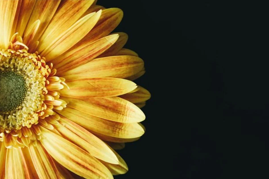 PrimeSunflower profile banner