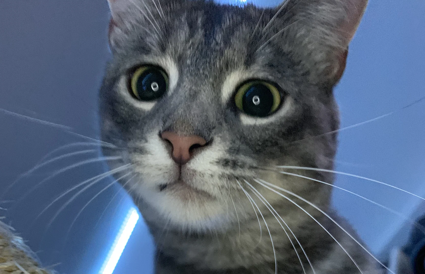 Pickles profile banner