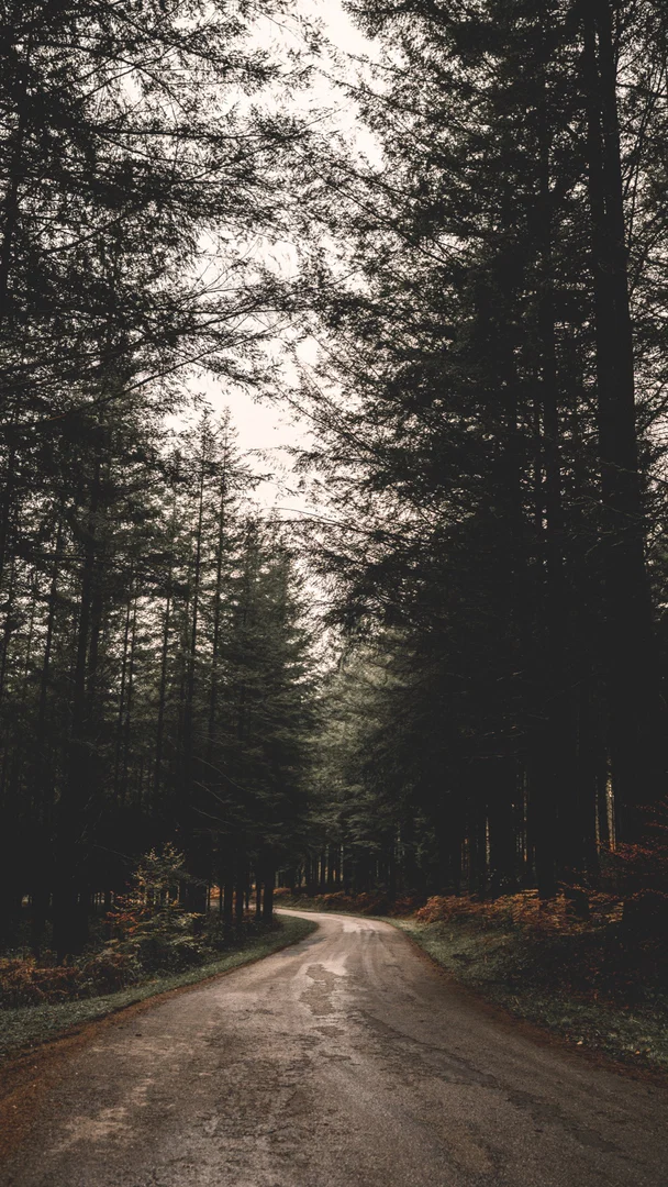 Lizvicious profile banner